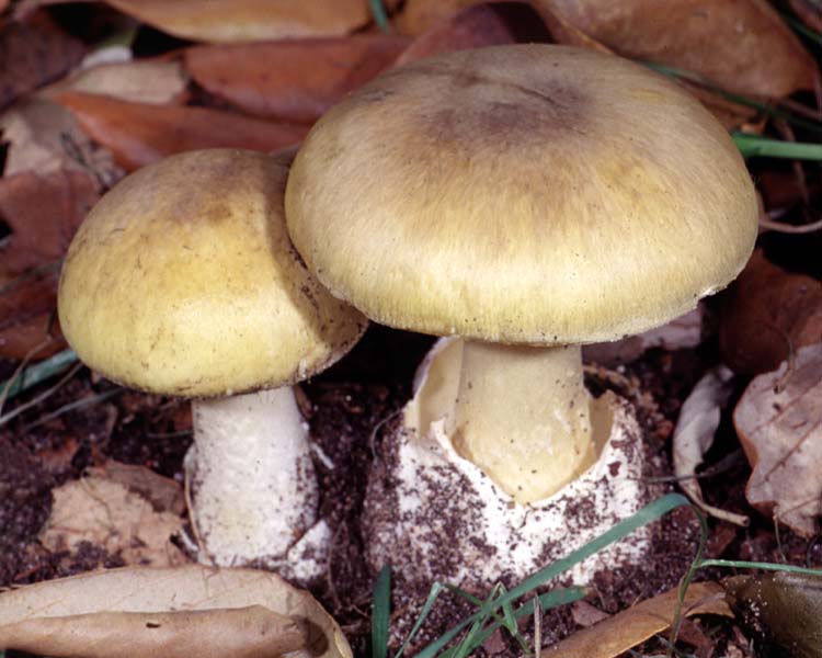 Amanita_phalloides(fs-01).jpg