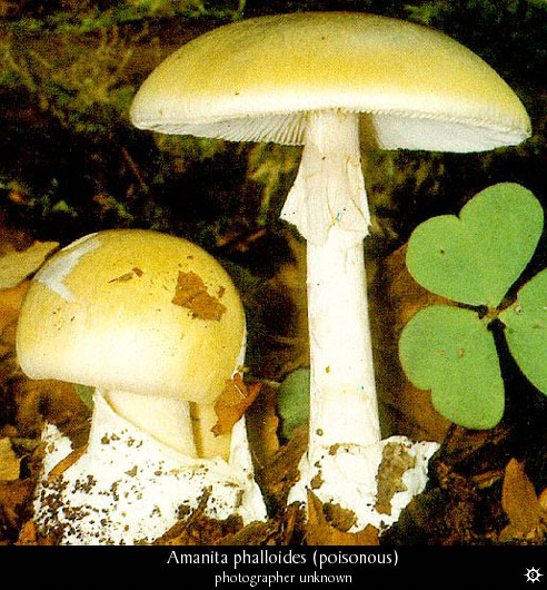 amanita_phalloides1.jpg