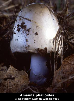 amanita_phalloides2.jpg