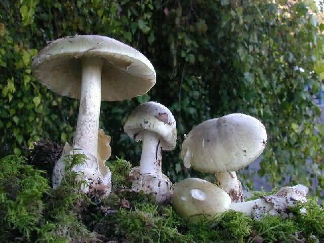 Amanita_phalloides2.jpg