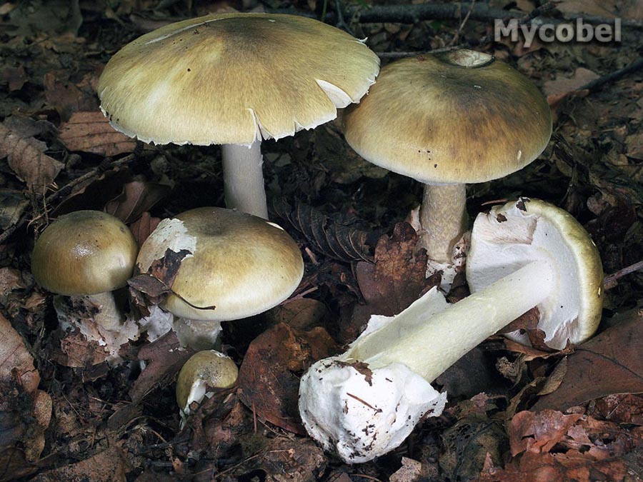 amanita_phalloides_(yd)_2.jpg