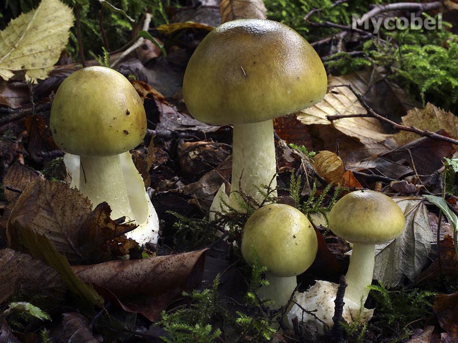 amanita_phalloides_(yd)_6516.jpg