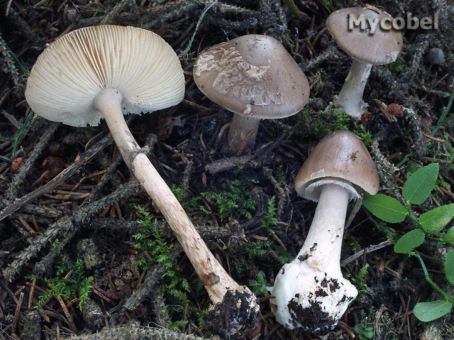 amanita_porphyria_(yd)_2.jpg