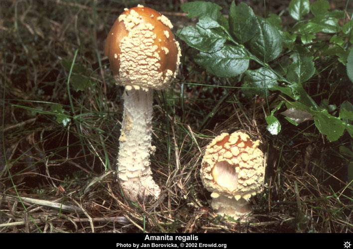 amanita_regalis2.jpg