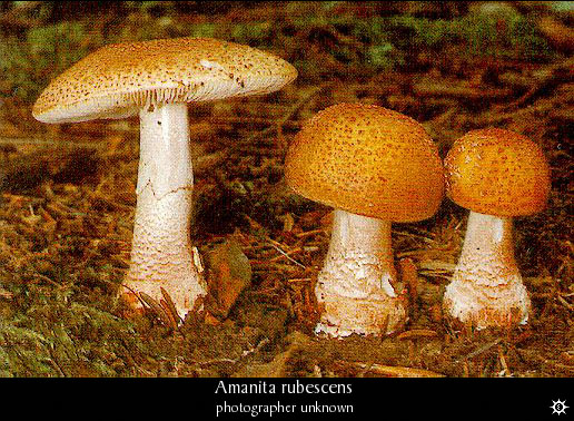 amanita_rubescens1.jpg