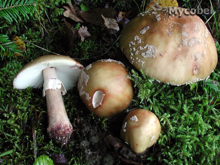 amanita_rubescens_(yd)_1.jpg