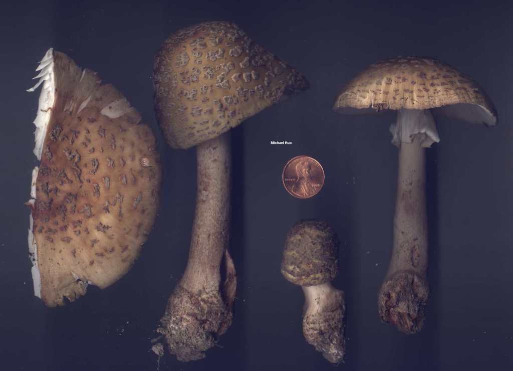 amanita_rubescens_05big.jpg