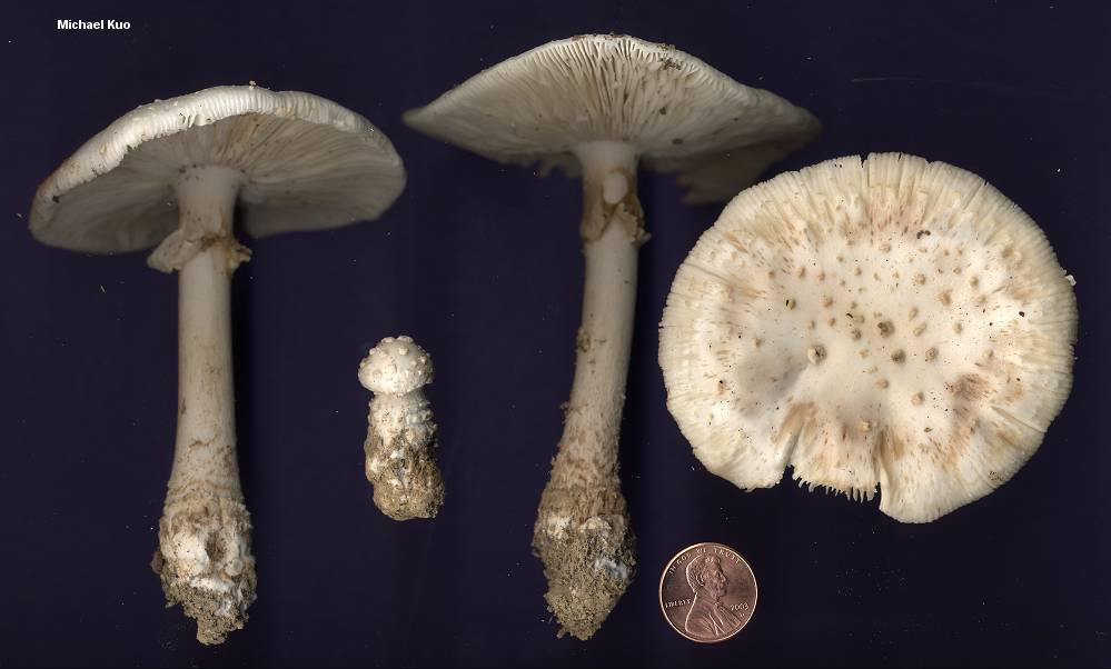 amanita_salmonescens_01big.jpg