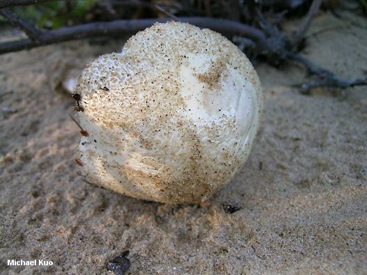 amanita_sp_01_02big.jpg