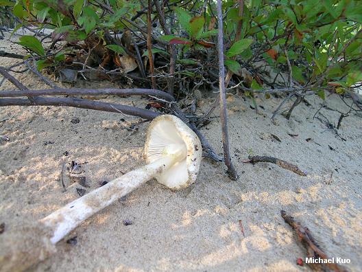 amanita_sp_01_04big.jpg