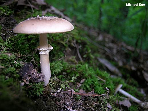 amanita_sp_02_01.jpg