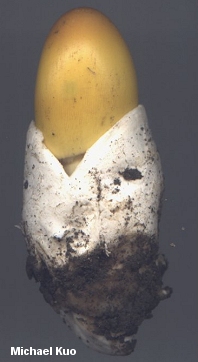 amanita_species16_03.jpg