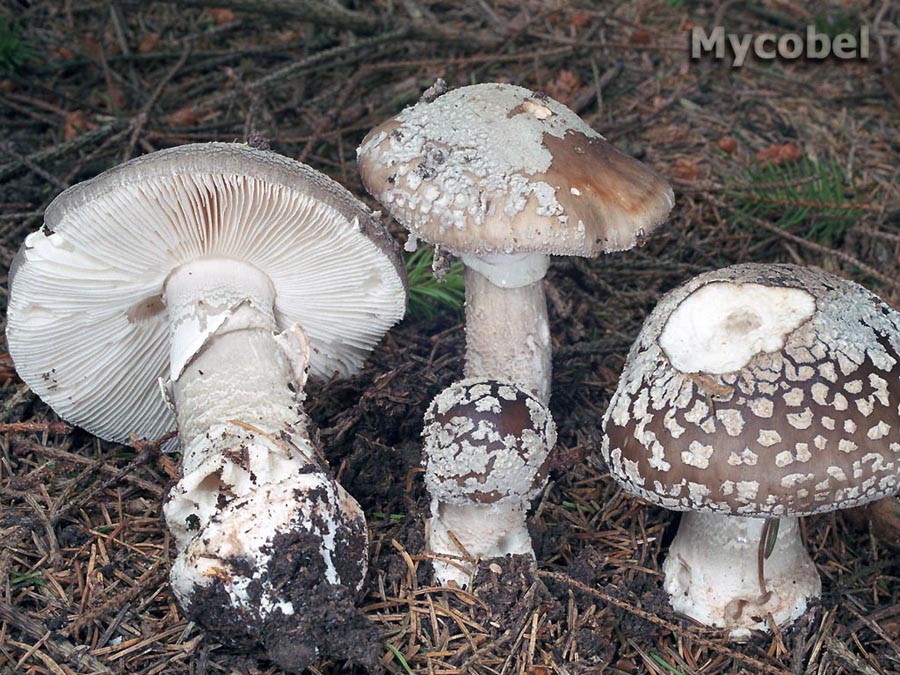 amanita_spissa_(yd)_1.jpg