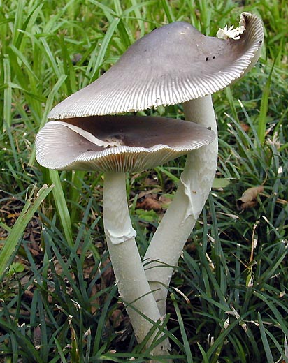 Amanita_spreta.jpg