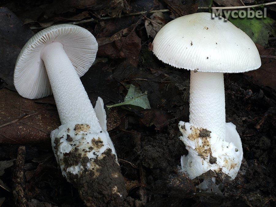 amanita_vaginata_f__alba_(yd)_1.jpg