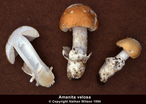 amanita_velosa1.jpg