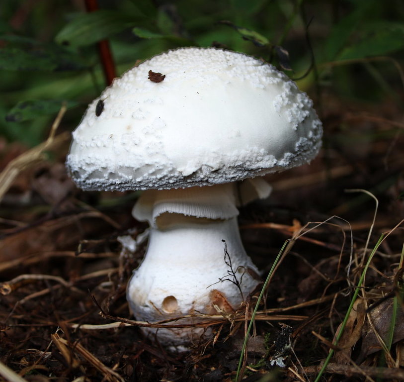 amanita_virosa by_son_of_incogneato.jpg