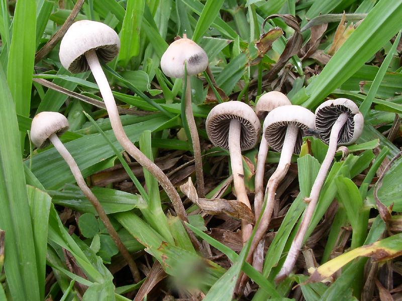 amycoweb.narod.ru_fungi_Submitted_KB_Panaeolus_foenisecii_7_20040908.jpg