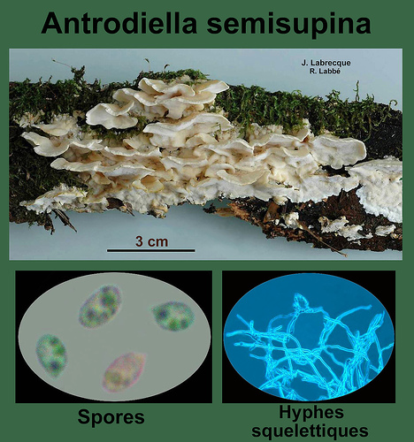 Antrodiella semisupina   Polypore retroussé.jpg