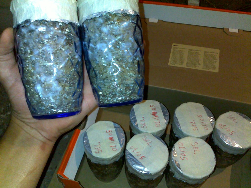 Após 6 dias os cyanescens já crescendo forte!..jpg