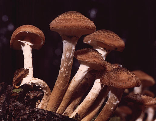 Armillaria_ostoyae.jpg