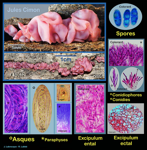 Ascocoryne sarcoides  Pezize sarcoïde.jpg