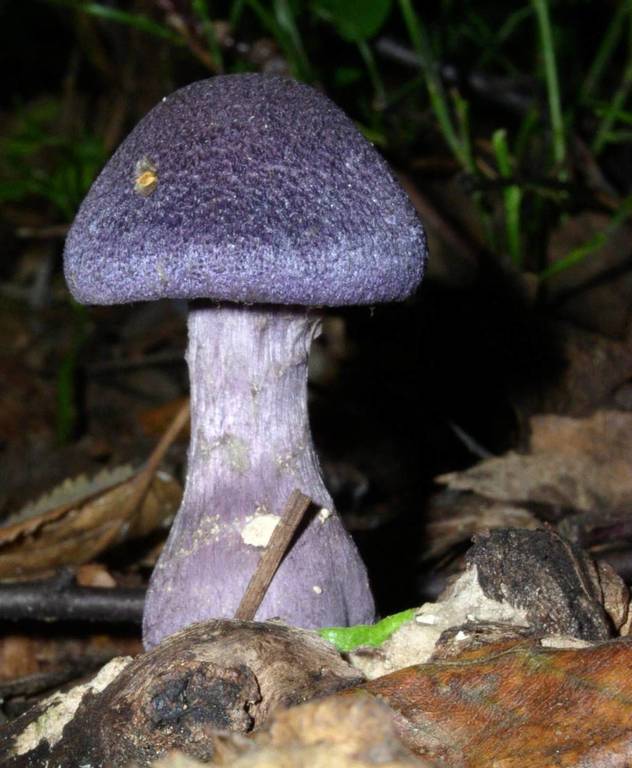 aupload.wikimedia.org_wikipedia_commons_5_5d_Cortinarius_violaceus_02.jpg