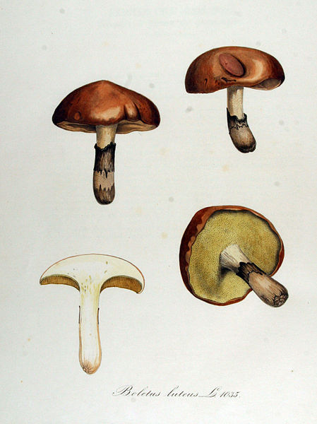 aupload.wikimedia.org_wikipedia_commons_thumb_e_e0_Boletus_lut2e057ff9afaba3ea34fa7cd445966b8b.jpg