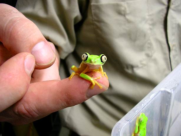 awww.amphibiancare.com_frogs_gallery_images_henryvilaszoo_public_22.JPG