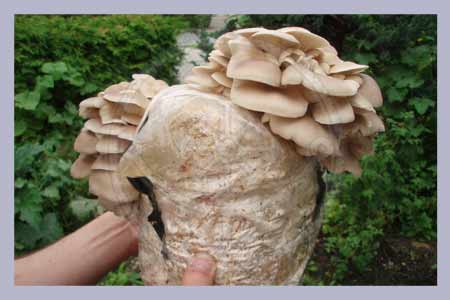 awww.magicmushrooms.org_shop_images_hypsizygus_ulmarius_outdoor_bag.jpg