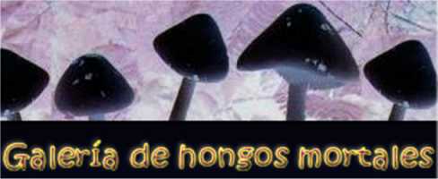 awww.mind_surf.net_drogas_hongos_galeria.jpg