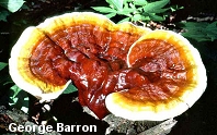 awww.mushroomexpert.com_images_barron_barron_ganoderma_lucidum.jpg