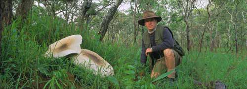 awww.mutinondozambia.com_images_historyresearch_Giant_20_Chikolowa__20Mushroom.jpg