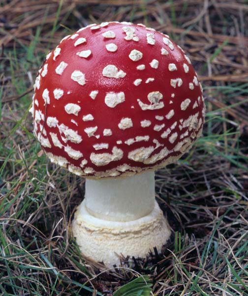 awww.mykoweb.com_CAF_photos_Amanita_muscaria_mgw_05_.jpg