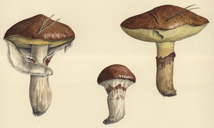 awww.pilzbriefe.de_aquarelle_boletus_luteus.jpg