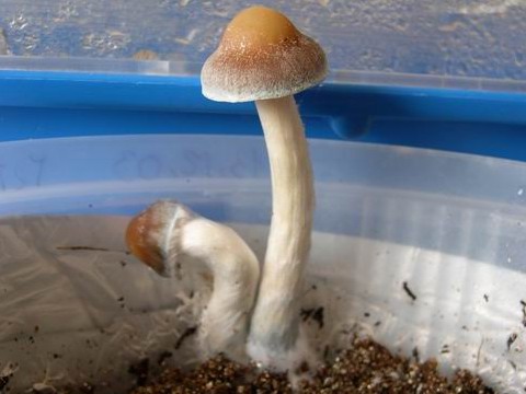 awww.shroomery.org_images_25150_749184182_6767.jpg