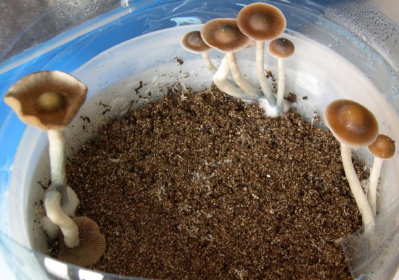 awww.shroomery.org_images_25150_749199860_6917.jpg