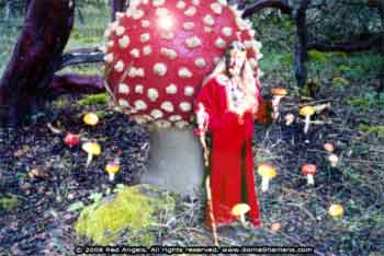 awww.somashamans.com_amanita_mushroom_redangels_27_sm.jpg