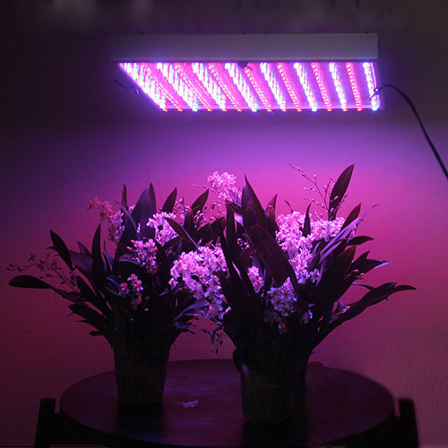 ayardsurfer.com_wp_content_uploads_2010_03_led_grow_lights.jpg