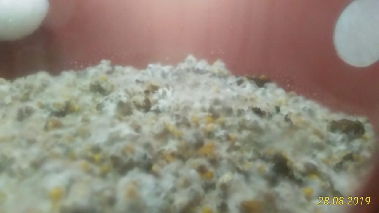 balde 2 esterco pasteurizado.jpeg