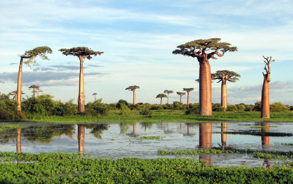 baobab-adansonia-grandidieri-group.jpg