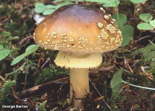 barron_amanita_franchetii.jpg