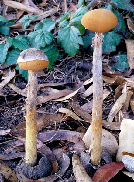 Battarraea_phalloides(fs-04).jpg