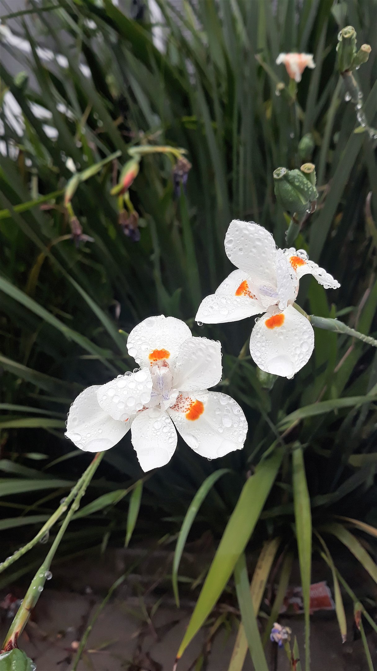 Belas flores na calçada, durante uma fina chuva