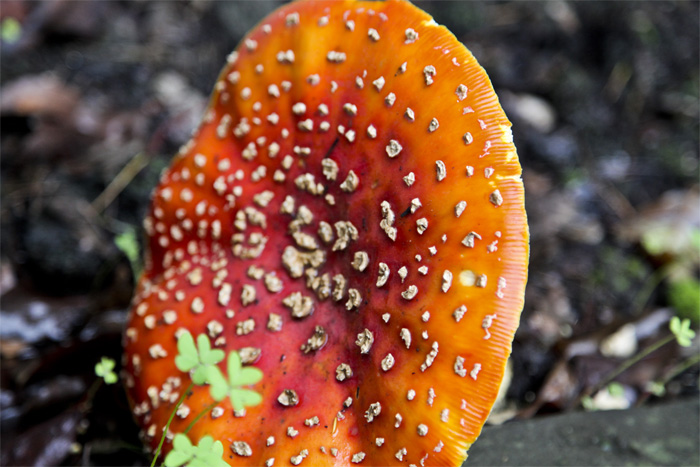 big amanita.jpg