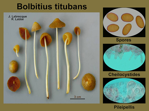 Bolbitius titubans   Bolbitie titubante.jpg