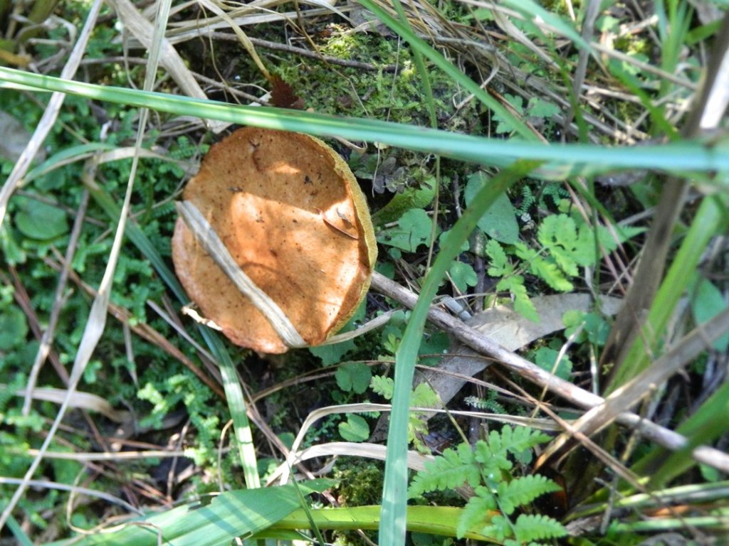 Boletus 2 I.JPG