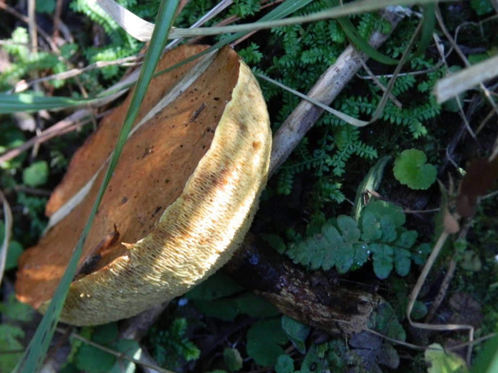 Boletus 2 II.JPG