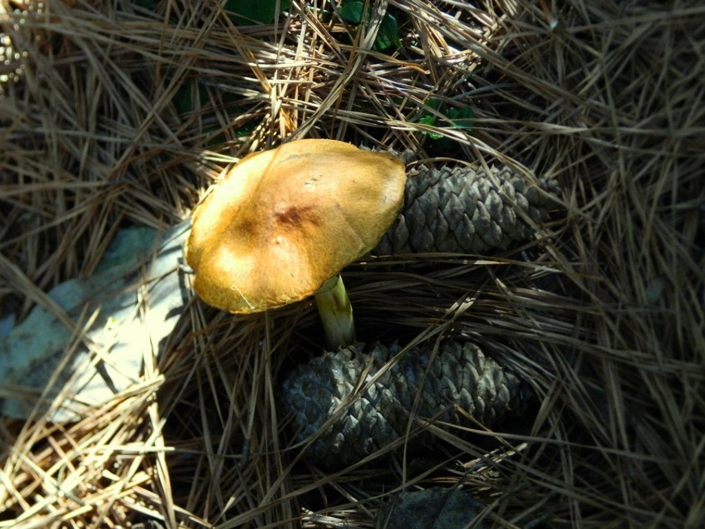 Boletus I.JPG