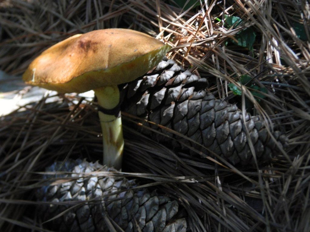 Boletus II.JPG